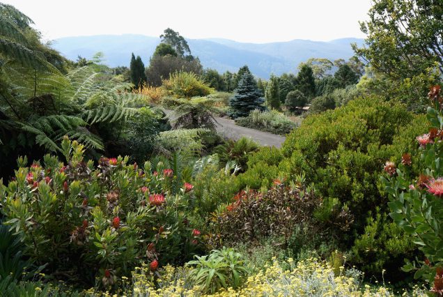 Australian Botanic Gardens Australia Gardens Shrubs