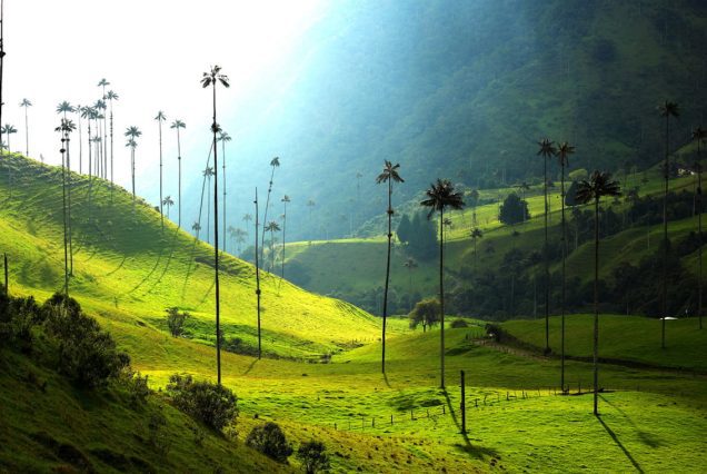 Valle de Cocora Salento coombia