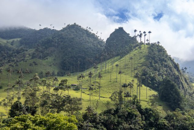 cocora valley colombia header scaled