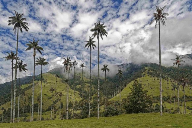 wax palms cocora valley