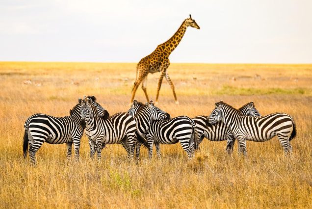 amarcotours