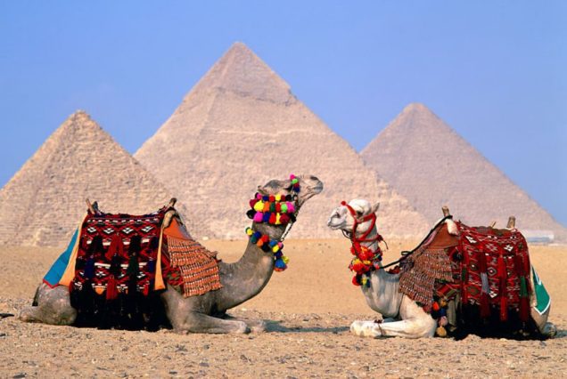 egypt Cairo camels normal