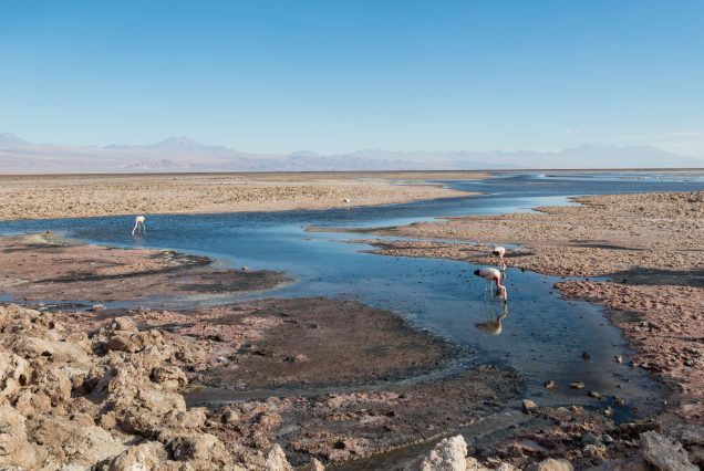 Laguna Chaxa Desierto de Atacama Chile