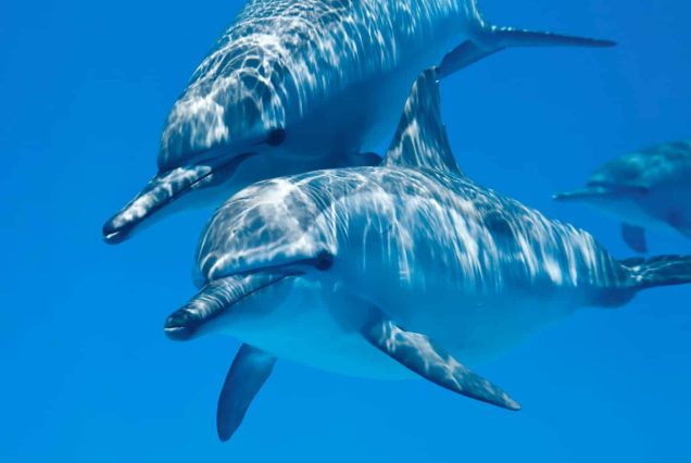 Red Sea liveaboard holiday Spinner Dolphins At Sataya Kebir