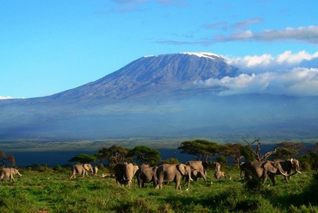 amboseli elephant herd