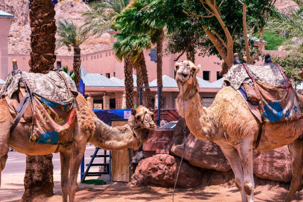 camels in the city