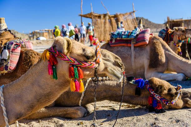 Camels in arabian desert not far from Hurghada city, Egypt