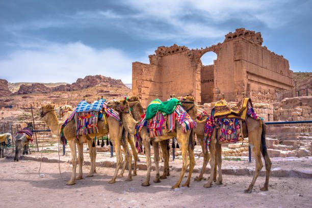 Camels resting in Petra, Jordan