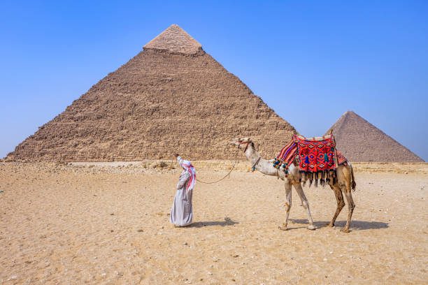 Bedouin walking with camel pyramids on the background Giza Egypt