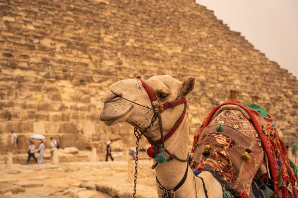 Camel sitting in foreground Giza Pyramids in background Egypt Cairo Giza
