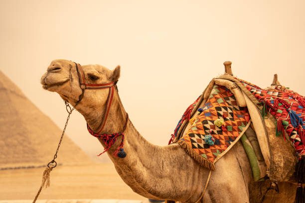 Camel sitting in foreground Giza Pyramids in background Egypt Cairo Giza