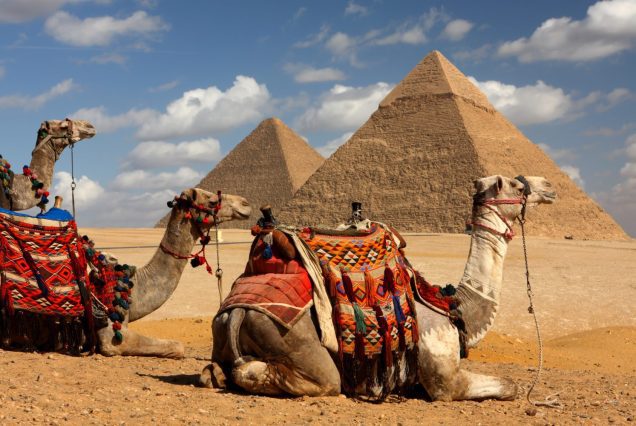 pyramids Camels of Giza